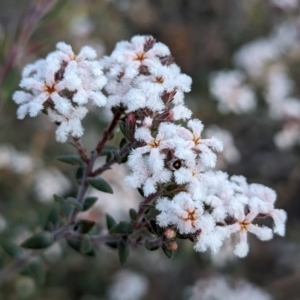 Leucopogon darlingensis at Dryandra, WA - 10 Sep 2023