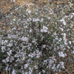 Leucopogon darlingensis at Dryandra, WA - 10 Sep 2023 06:34 PM