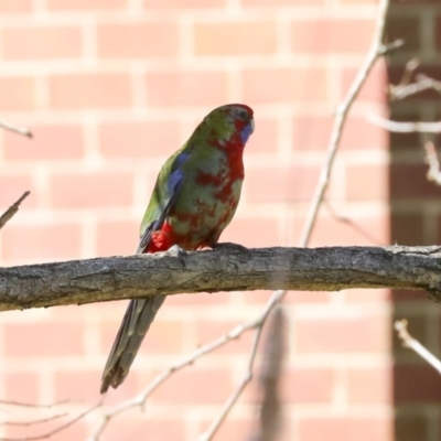 Platycercus elegans (Crimson Rosella) at Galong, NSW - 11 Sep 2023 by AlisonMilton