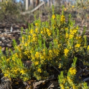 Hibbertia hemignosta at Dryandra, WA - 10 Sep 2023