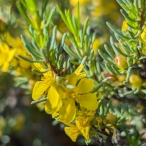 Hibbertia hemignosta at Dryandra, WA - 10 Sep 2023