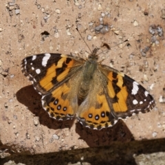 Vanessa kershawi (Australian Painted Lady) at Chisholm, ACT - 6 Sep 2023 by RomanSoroka