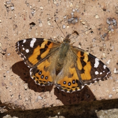 Vanessa kershawi (Australian Painted Lady) at Chisholm, ACT - 6 Sep 2023 by RomanSoroka