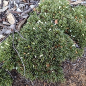 Astroloma pallidum at Dryandra, WA - 10 Sep 2023