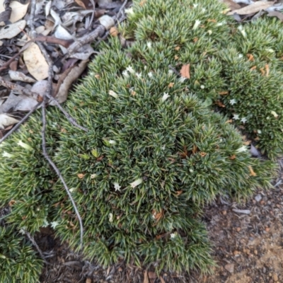 Unidentified Plant at Dryandra, WA - 10 Sep 2023 by HelenCross