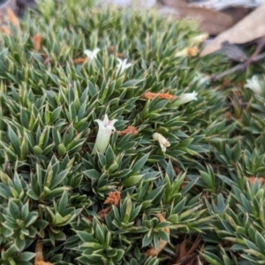 Astroloma pallidum at Dryandra, WA - 10 Sep 2023