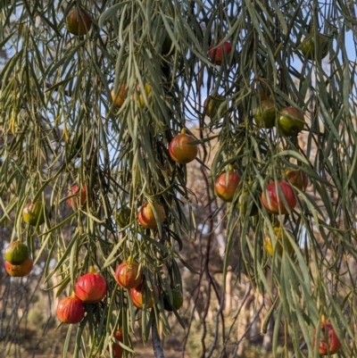 Santalum murrayanum (Bitter Quandong) at Dryandra Woodland National Park - 10 Sep 2023 by HelenCross