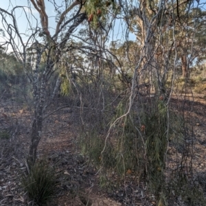 Santalum murrayanum at Dryandra, WA - 10 Sep 2023