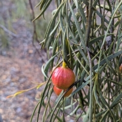 Santalum murrayanum at Dryandra, WA - 10 Sep 2023