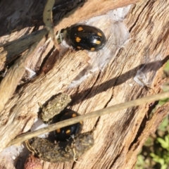 Paropsisterna octosignata at Galong, NSW - 11 Sep 2023