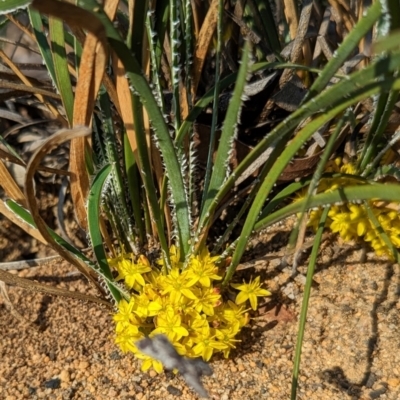 Chamaexeros serra at Dryandra, WA - 10 Sep 2023 by HelenCross