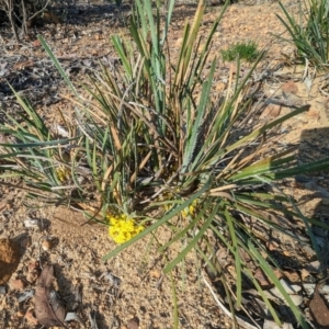 Chamaexeros serra at Dryandra, WA - 10 Sep 2023 06:21 PM