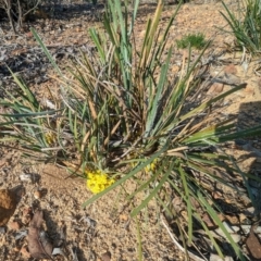 Chamaexeros serra at Dryandra, WA - 10 Sep 2023