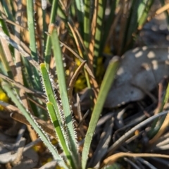 Chamaexeros serra at Dryandra, WA - 10 Sep 2023 06:21 PM