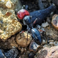 Unidentified Ant (Hymenoptera, Formicidae) at Dryandra Woodland National Park - 10 Sep 2023 by HelenCross