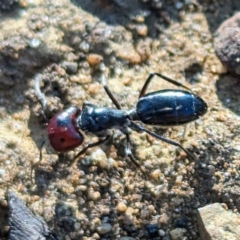 Camponotus sp. (genus) at Dryandra, WA - 10 Sep 2023