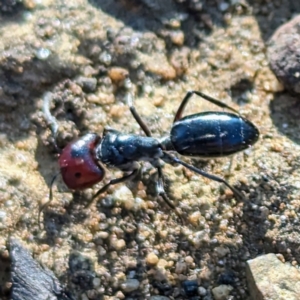 Camponotus sp. (genus) at Dryandra, WA - 10 Sep 2023 06:20 PM