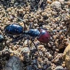 Camponotus sp. (genus) at Dryandra, WA - 10 Sep 2023 06:20 PM