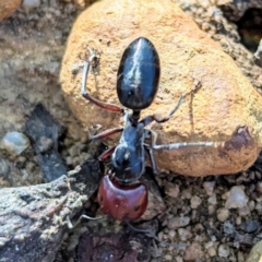 Camponotus sp. (genus) at Dryandra, WA - 10 Sep 2023 06:20 PM