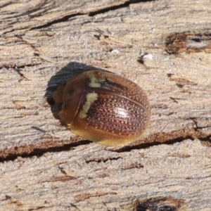 Paropsisterna decolorata at Galong, NSW - 11 Sep 2023 02:44 PM