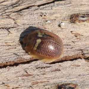 Paropsisterna decolorata at Galong, NSW - 11 Sep 2023