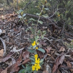 Hibbertia commutata at Dryandra Woodland National Park - 10 Sep 2023 by HelenCross