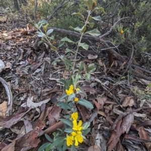 Hibbertia commutata at Dryandra, WA - 10 Sep 2023