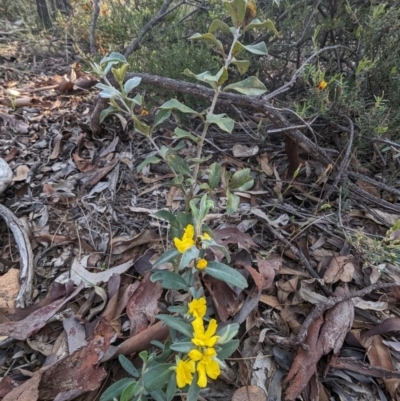 Hibbertia commutata at Dryandra, WA - 10 Sep 2023 by HelenCross