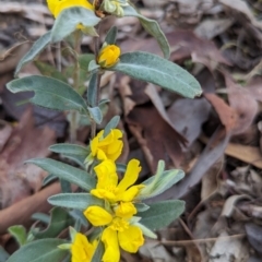 Hibbertia commutata at Dryandra, WA - 10 Sep 2023