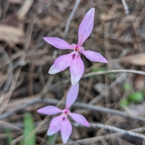 Caladenia reptans at Dryandra, WA - 10 Sep 2023