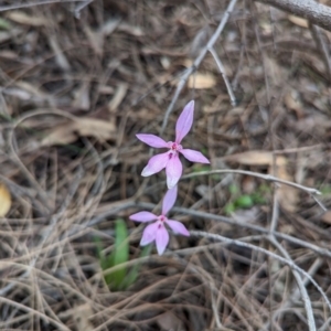 Caladenia reptans at Dryandra, WA - 10 Sep 2023