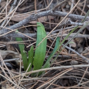 Caladenia reptans at Dryandra, WA - 10 Sep 2023