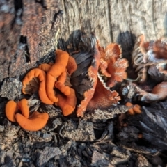 Unidentified Fungus at Dryandra, WA - 10 Sep 2023 by HelenCross