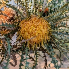 Banksia nobilis (Golden Dryandra) at Dryandra, WA - 10 Sep 2023 by HelenCross