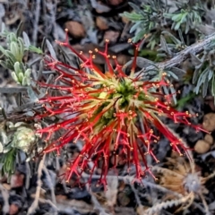 Grevillea sp. at Dryandra, WA - 10 Sep 2023 by HelenCross