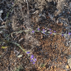 Dampiera obliqua at Dryandra, WA - 10 Sep 2023