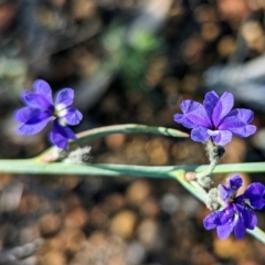 Dampiera obliqua at Dryandra, WA - 10 Sep 2023