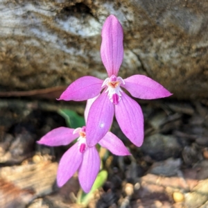 Caladenia reptans at Dryandra, WA - 10 Sep 2023