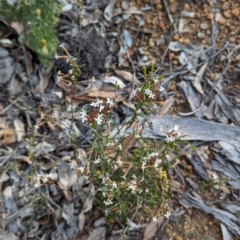 Lysinema pentapetalum (Curry Flower) at Dryandra, WA - 10 Sep 2023 by HelenCross