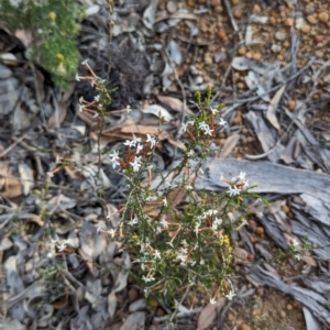 Lysinema pentapetalum at Dryandra, WA - 10 Sep 2023 06:00 PM