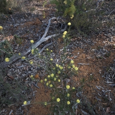 Melaleuca hamata at Dryandra, WA - 10 Sep 2023 by HelenCross