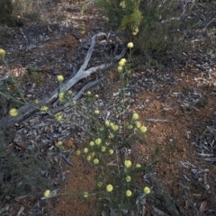 Acacia sp. at Dryandra, WA - 10 Sep 2023 by HelenCross