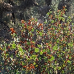 Daviesia rhombifolia at Dryandra, WA - 10 Sep 2023 by HelenCross