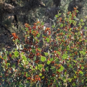 Daviesia rhombifolia at Dryandra, WA - 10 Sep 2023 05:57 PM