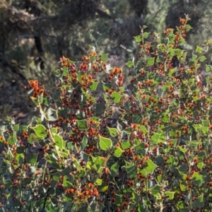 Daviesia rhombifolia at Dryandra, WA - 10 Sep 2023