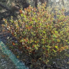 Daviesia rhombifolia at Dryandra, WA - 10 Sep 2023 05:57 PM