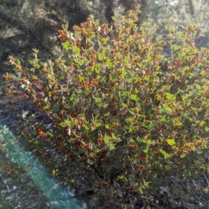 Daviesia rhombifolia at Dryandra, WA - 10 Sep 2023