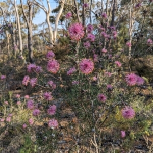 Isopogon formosus at Dryandra, WA - 10 Sep 2023