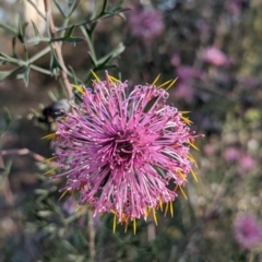 Isopogon formosus at Dryandra, WA - 10 Sep 2023 05:57 PM