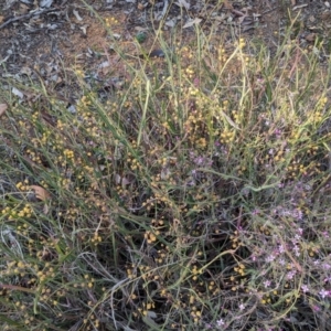 Acacia willdenowiana at Dryandra, WA - 10 Sep 2023